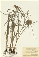 藏品(磚子苗屬)的圖片